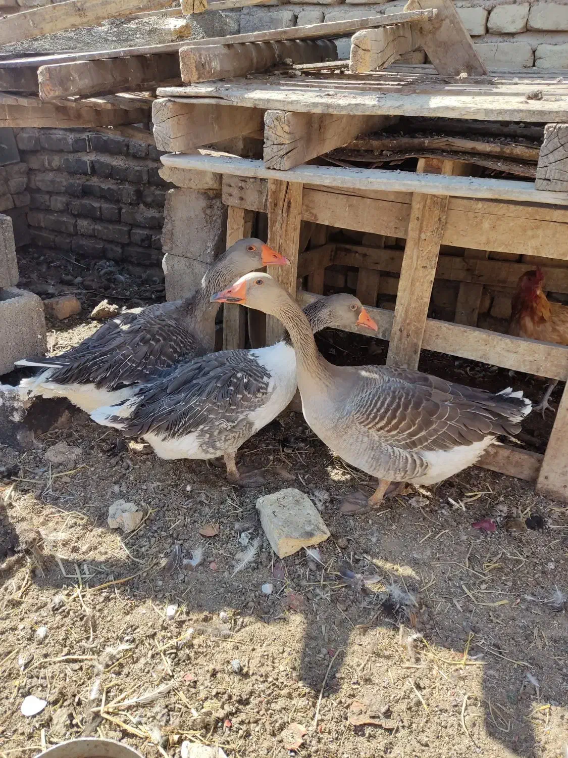 غاز|حیوانات مزرعه|فسا, |دیوار