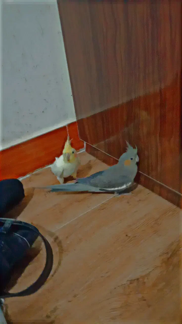 چهار عدد عروس هلندی معاوضه با پرنده سخنگو|پرنده|سنندج, |دیوار