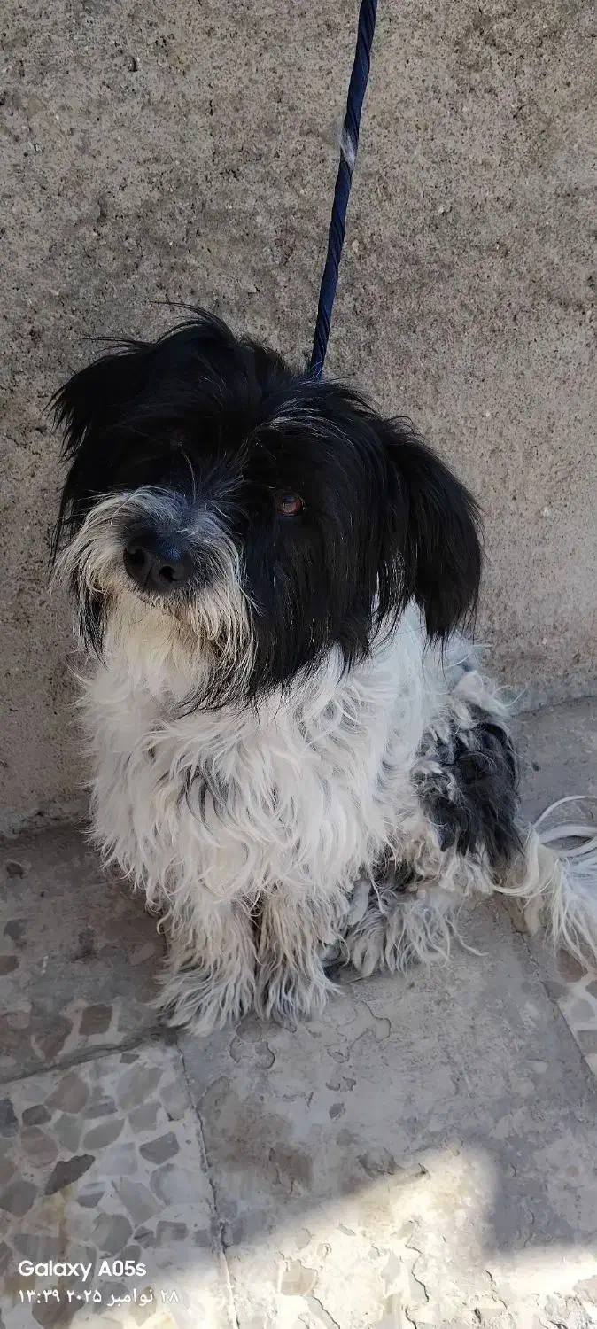 شیتزو|سگ|ابهر, |دیوار