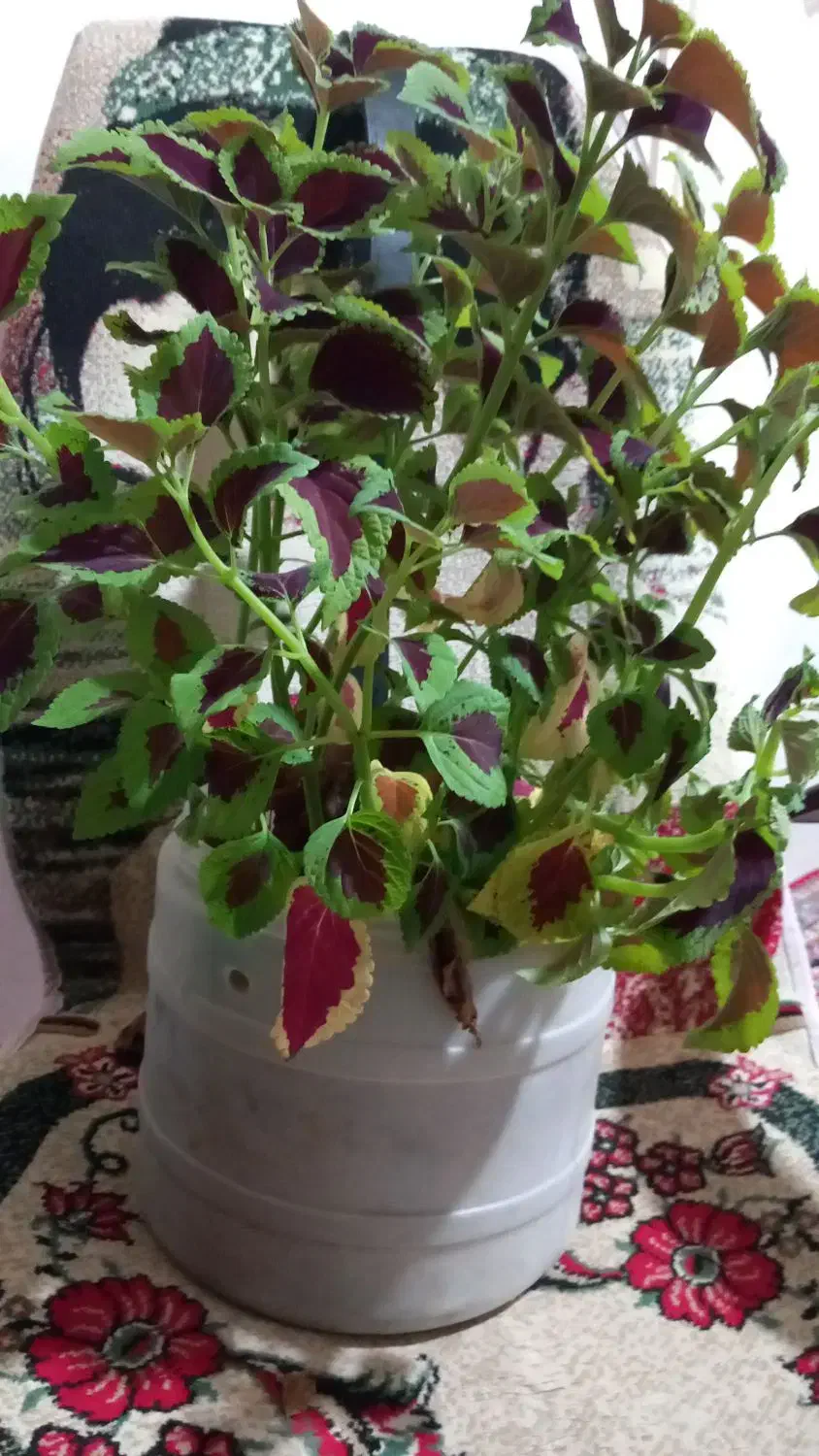 گل حسن یوسف|گل و گیاه طبیعی|سنقر, |دیوار