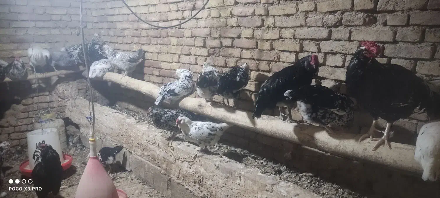 تخم مرغ نطفه دارگلین|حیوانات مزرعه|زاینده رود, |دیوار