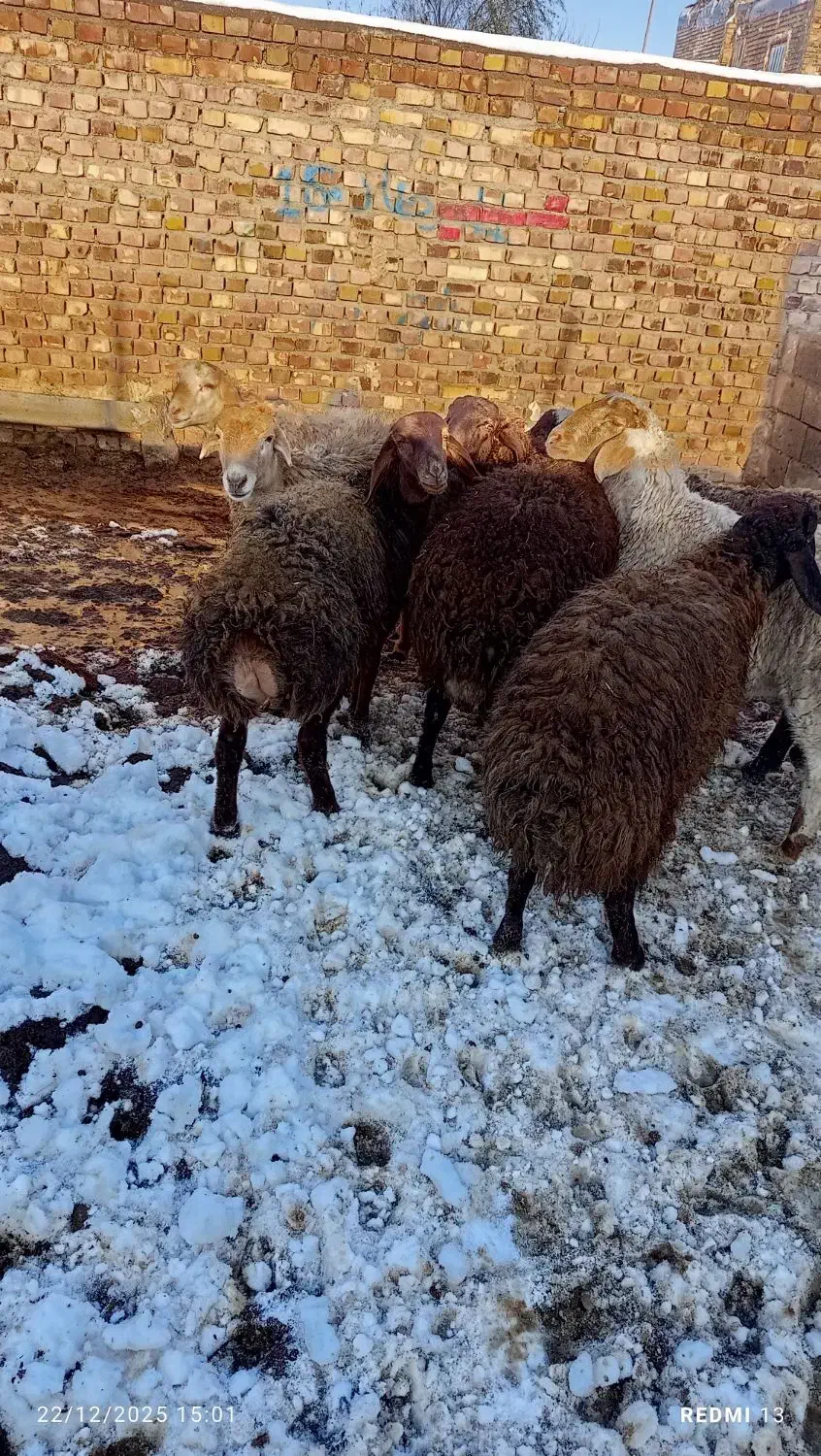 بره نر|حیوانات مزرعه|تربت جام, مسکن مهر|دیوار