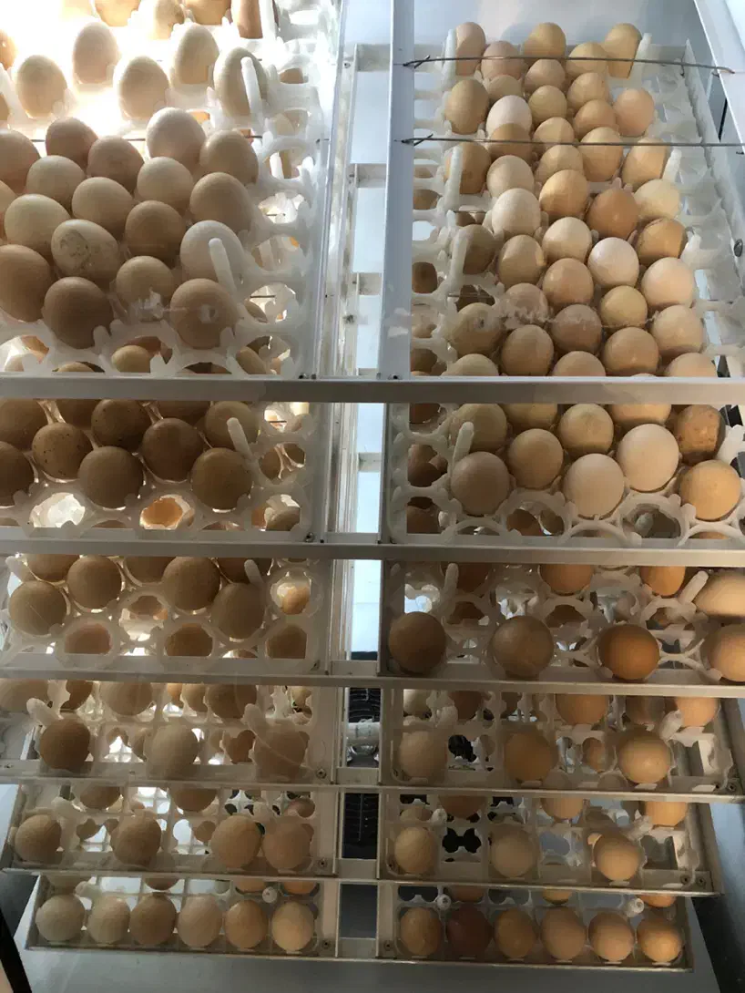 جوجه محلی،تخم مرغ نطفه دار،غاز نر|حیوانات مزرعه|تنکمان, |دیوار