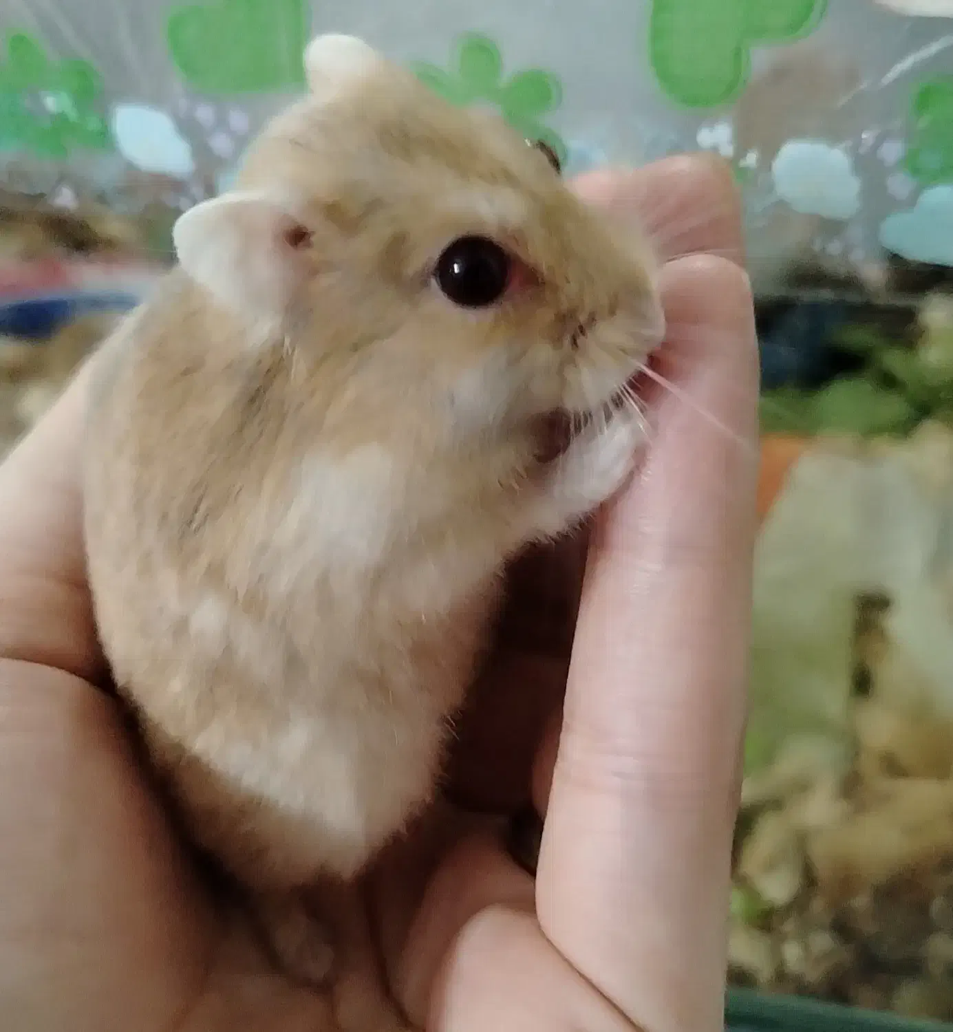 شش عدد همستر (کمپل)|موش و خرگوش|فاضل آباد, |دیوار