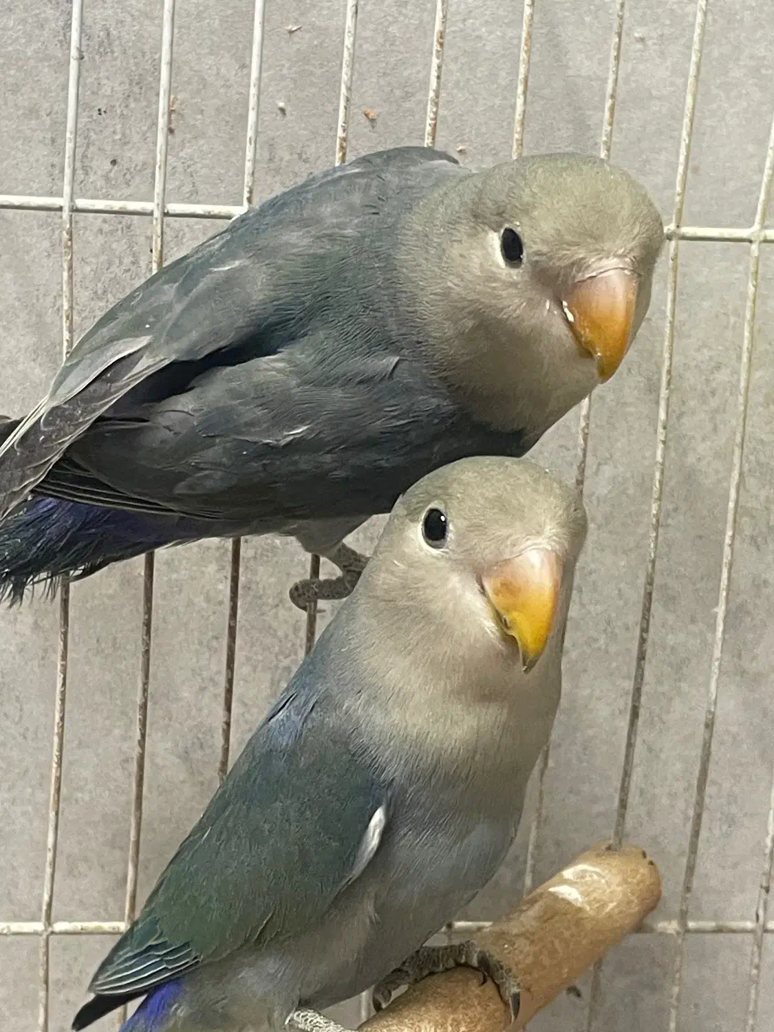 کوتوله برزیلی|پرنده|مشهد, هنرستان|دیوار