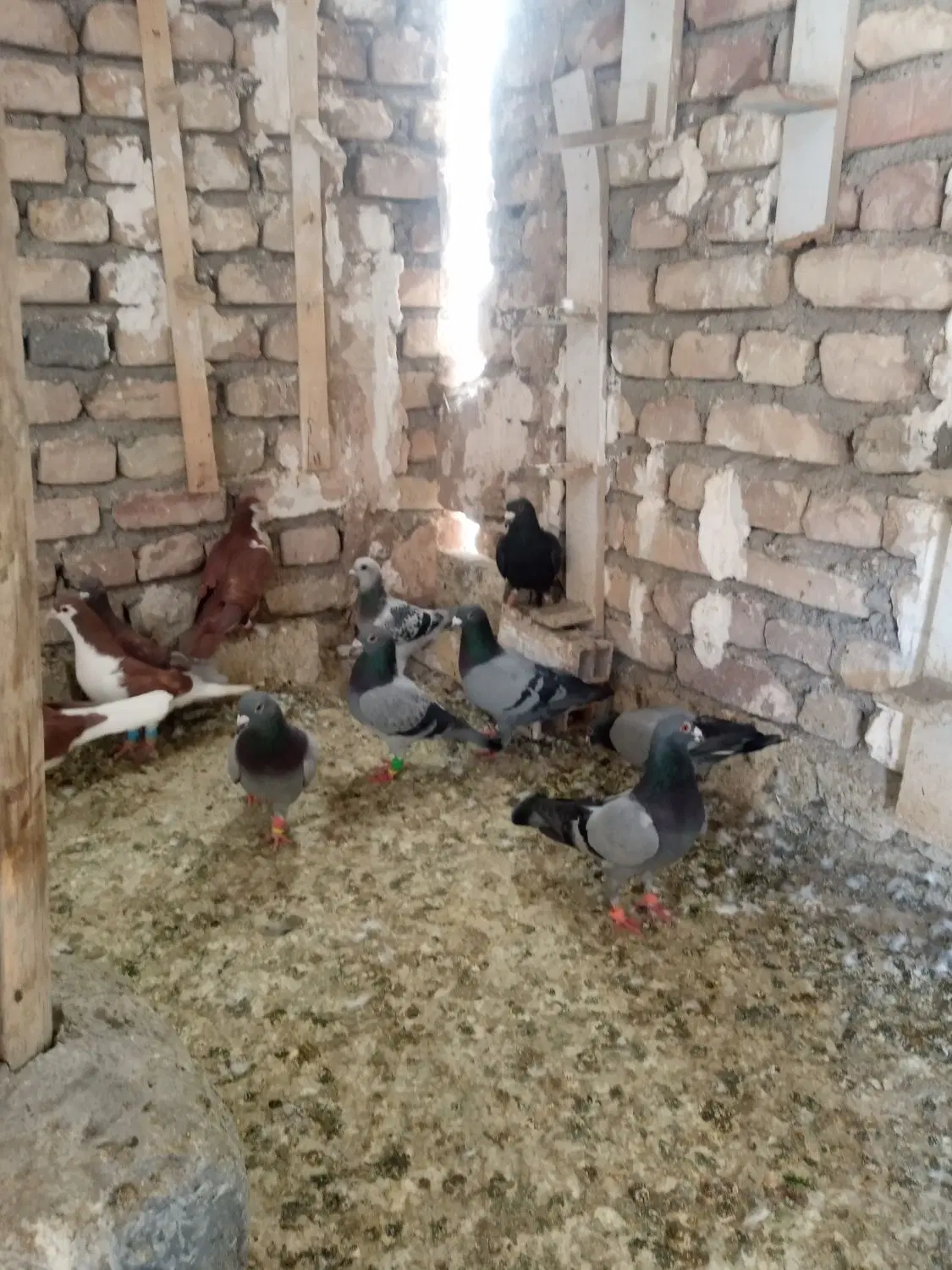 کبوتر نر|پرنده|زاهدان, |دیوار