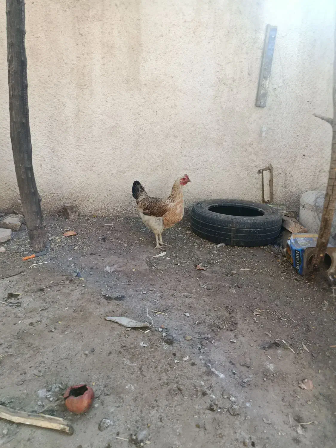 مرغ تخم گذار و کرچی|حیوانات مزرعه|سبزوار, امیر کبیر|دیوار