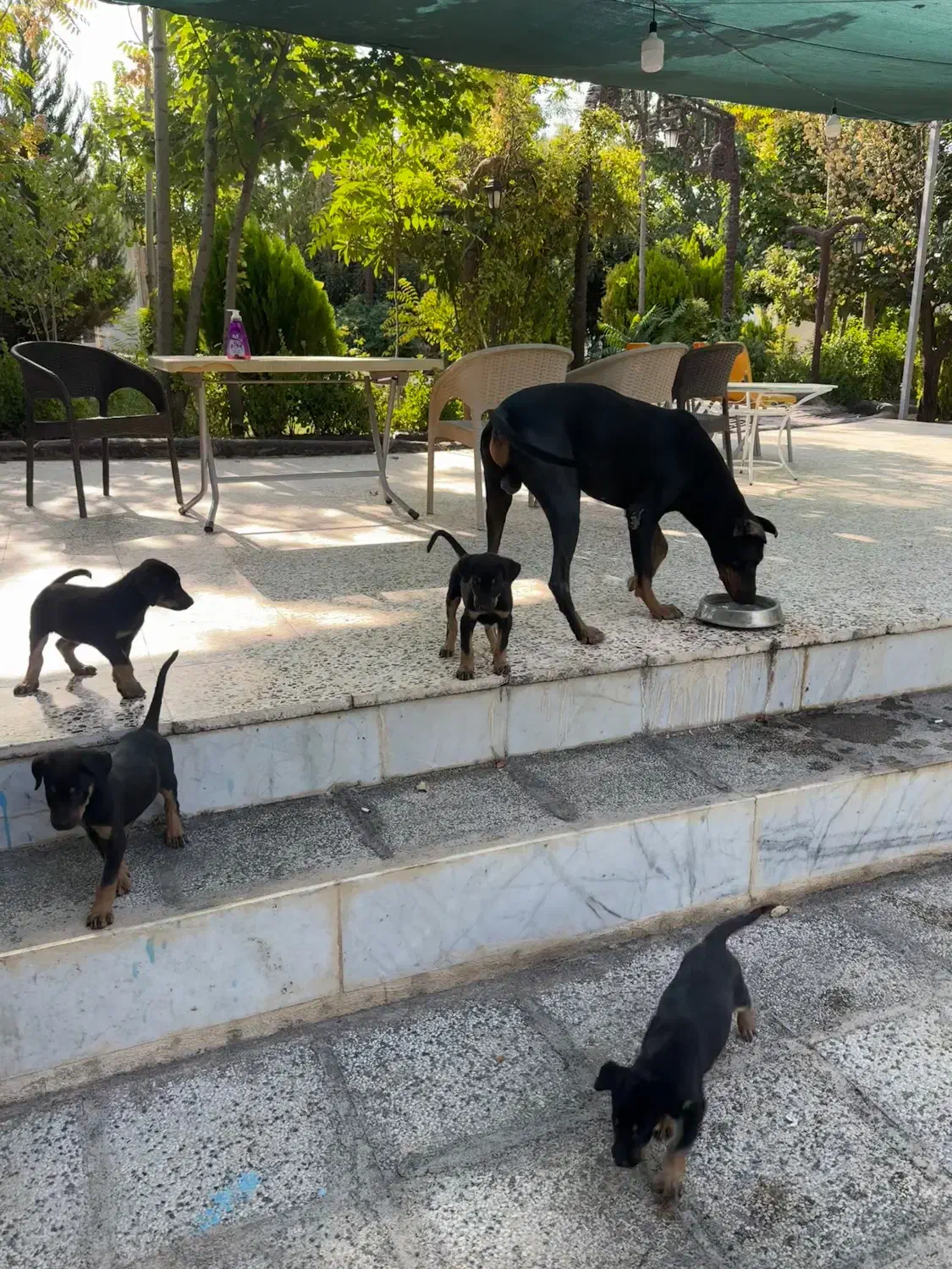 توله سگ دوبرمن|سگ|شیراز, شهرک گلستان شمالی|دیوار