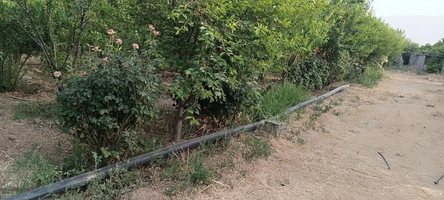 باغ باغچه/1000متر/شهر فاروق|فروش زمین و ملک کلنگی|شیراز, کوی فرهنگیان|دیوار