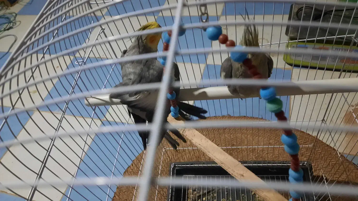 فروش یک جفت عروس هلندی سخنگو|پرنده|زهک, |دیوار