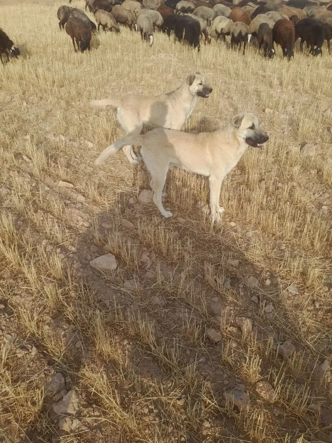 سگ دزدیده شده|حیوانات|سردرود, |دیوار