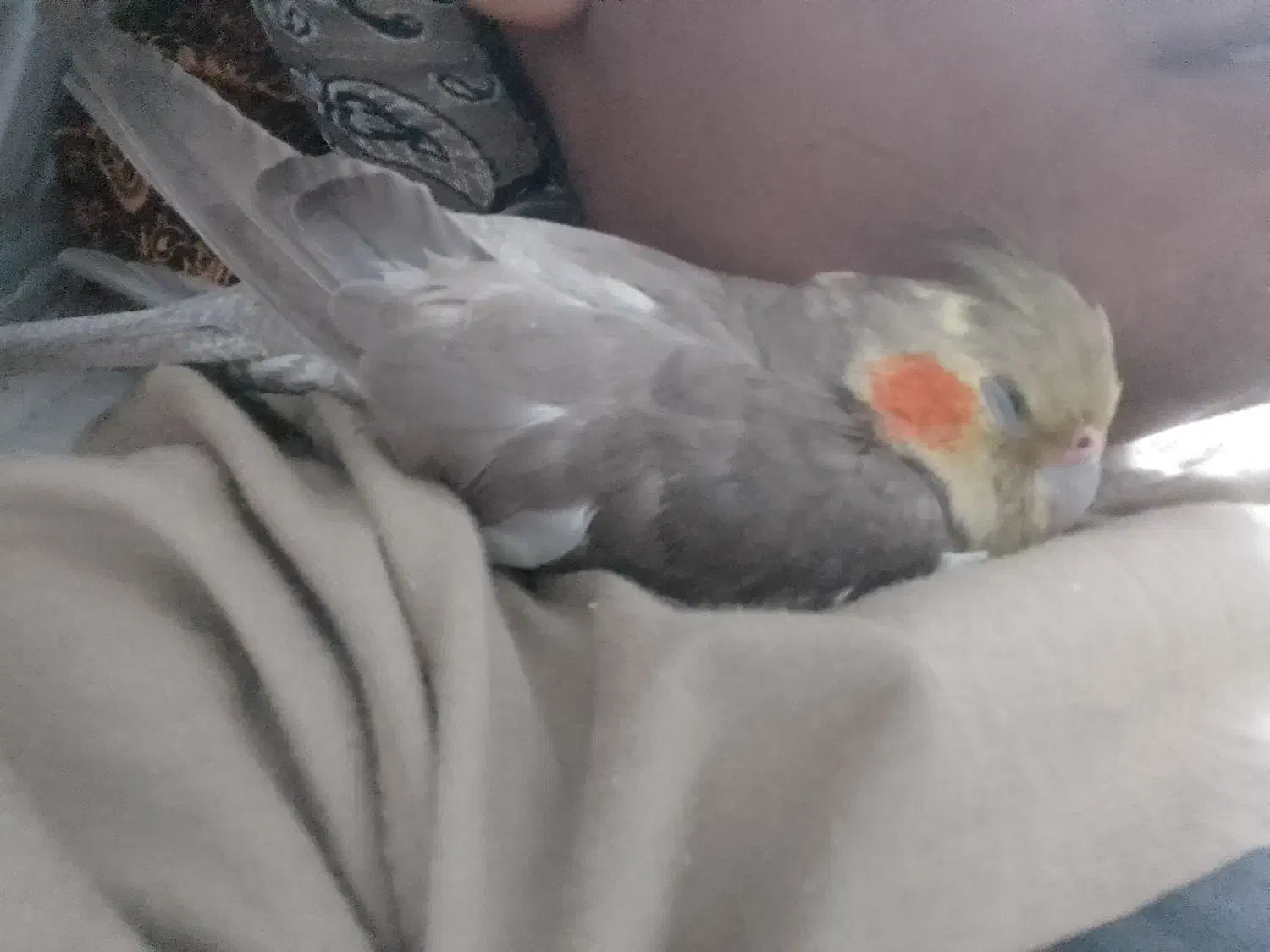 سلام عروس هلندی گمشده|حیوانات|زابل, |دیوار