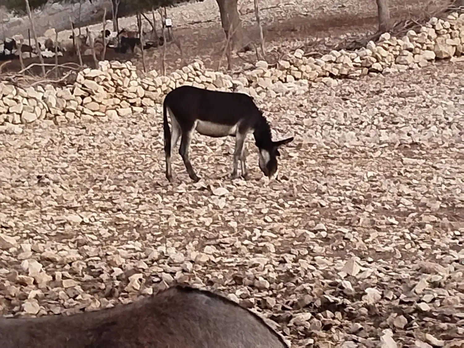 فروش الاغ|حیوانات مزرعه|دهدشت, |دیوار