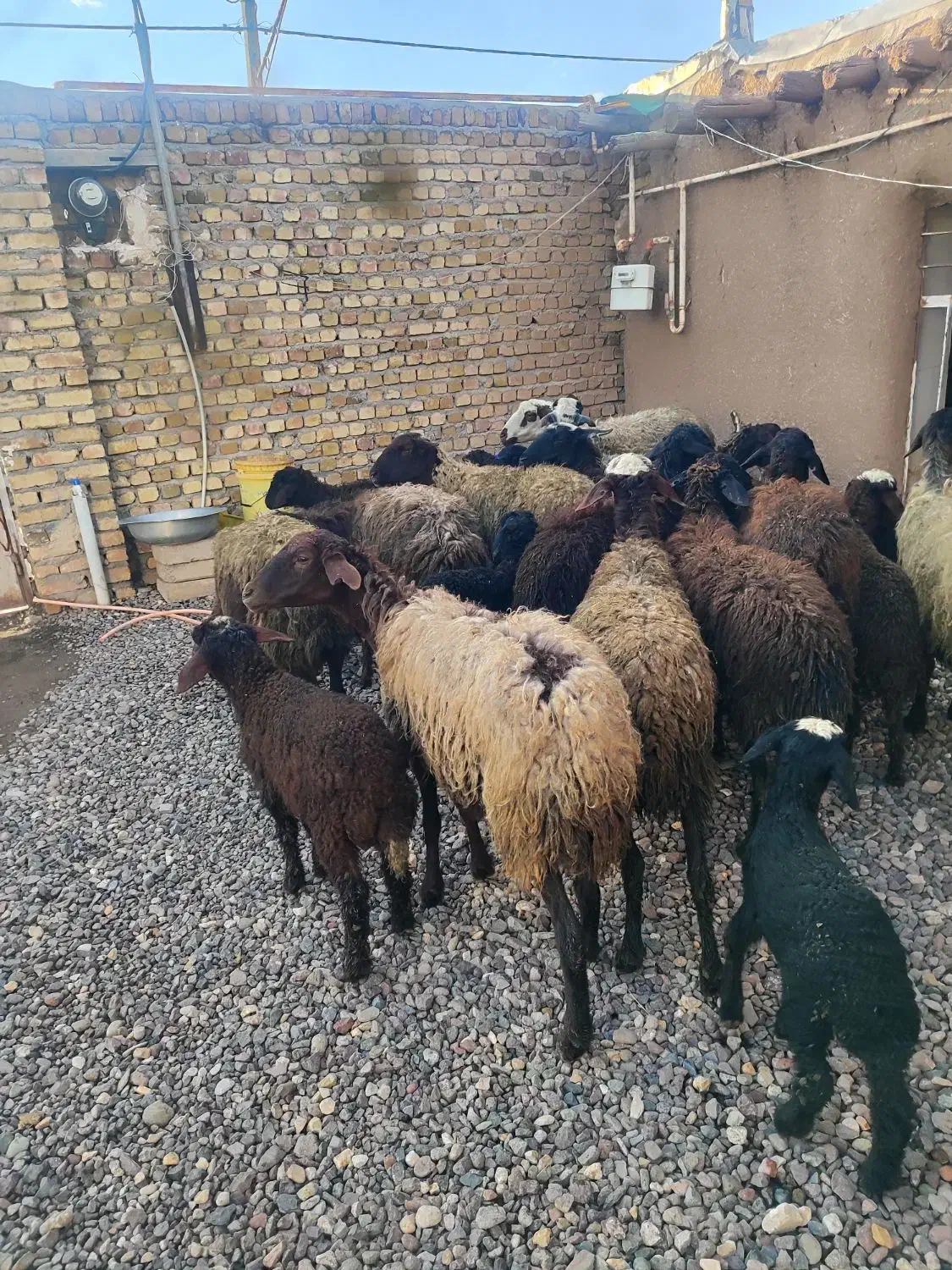 میش وشیشک|حیوانات مزرعه|قزوین, |دیوار