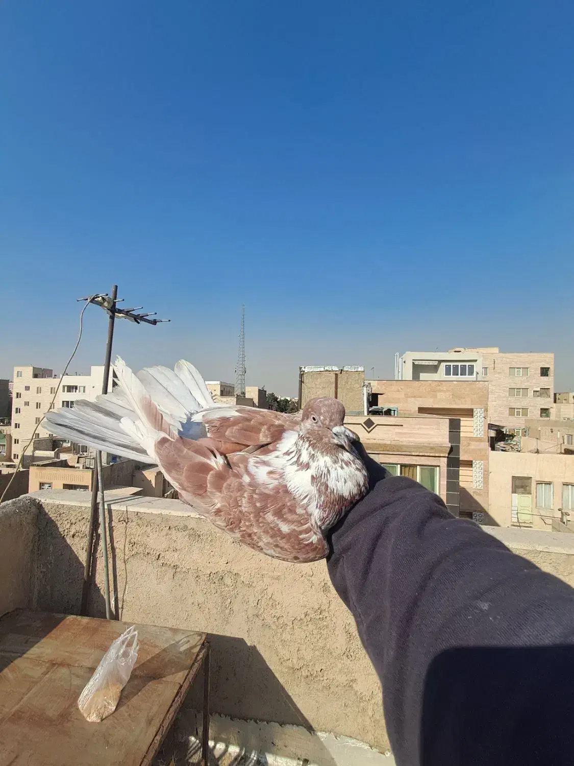 کفتر/|پرنده|ری, سیزده آبان|دیوار