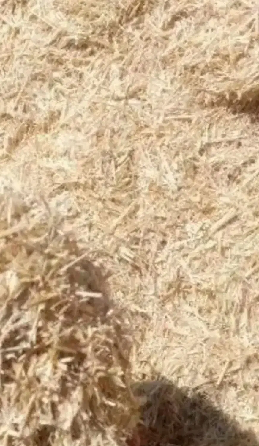 کاه گندم|خدمات باغبانی و درختکاری|بن, |دیوار