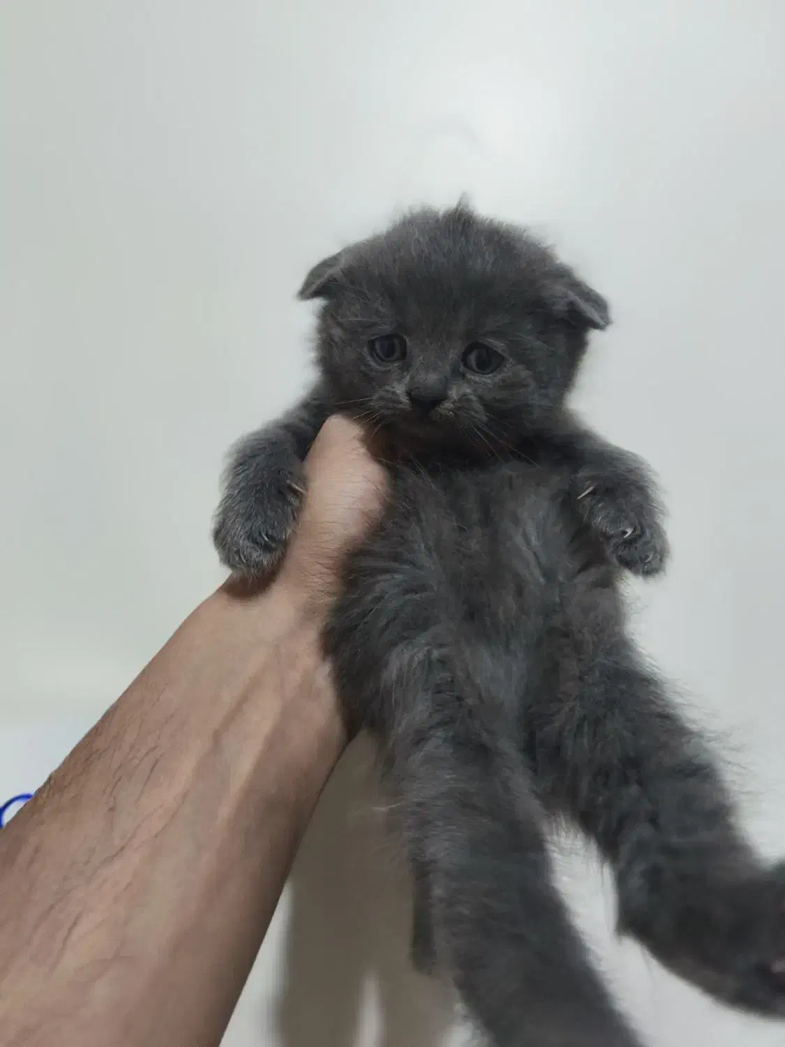 توله گربه اسکاتیش|گربه|تهران, شادمان|دیوار