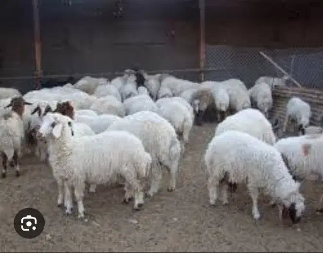 بره  پرواری نر .ماده|حیوانات مزرعه|امیدیه, |دیوار