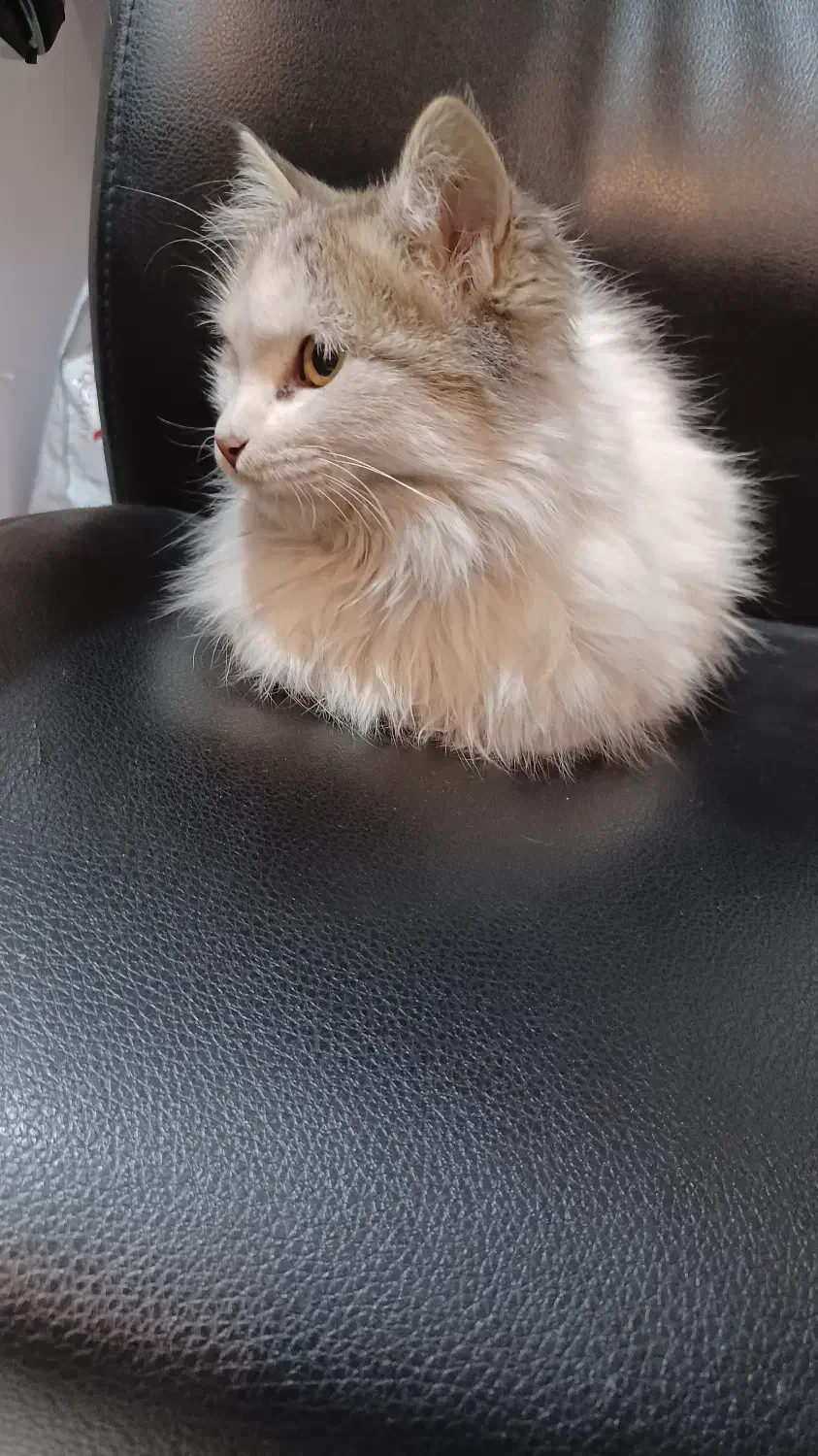 واگذاری کاملا رایگان بچه گربه DLH مودب|گربه|تهران, زرگنده|دیوار