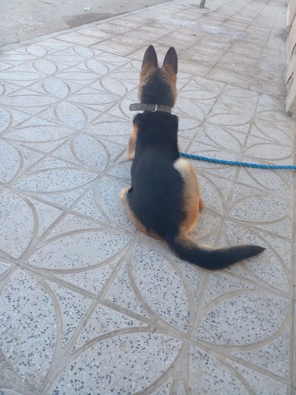 ژرمن شپرد|سگ|رزن, |دیوار