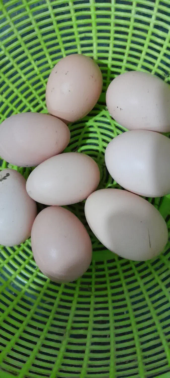 فروش تخم نطفه دار مرغ|حیوانات مزرعه|بندرعباس, |دیوار