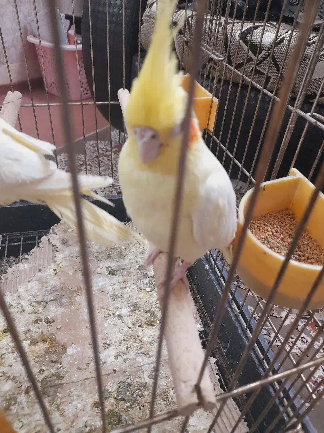 جوجه عروس|پرنده|قنوات, |دیوار