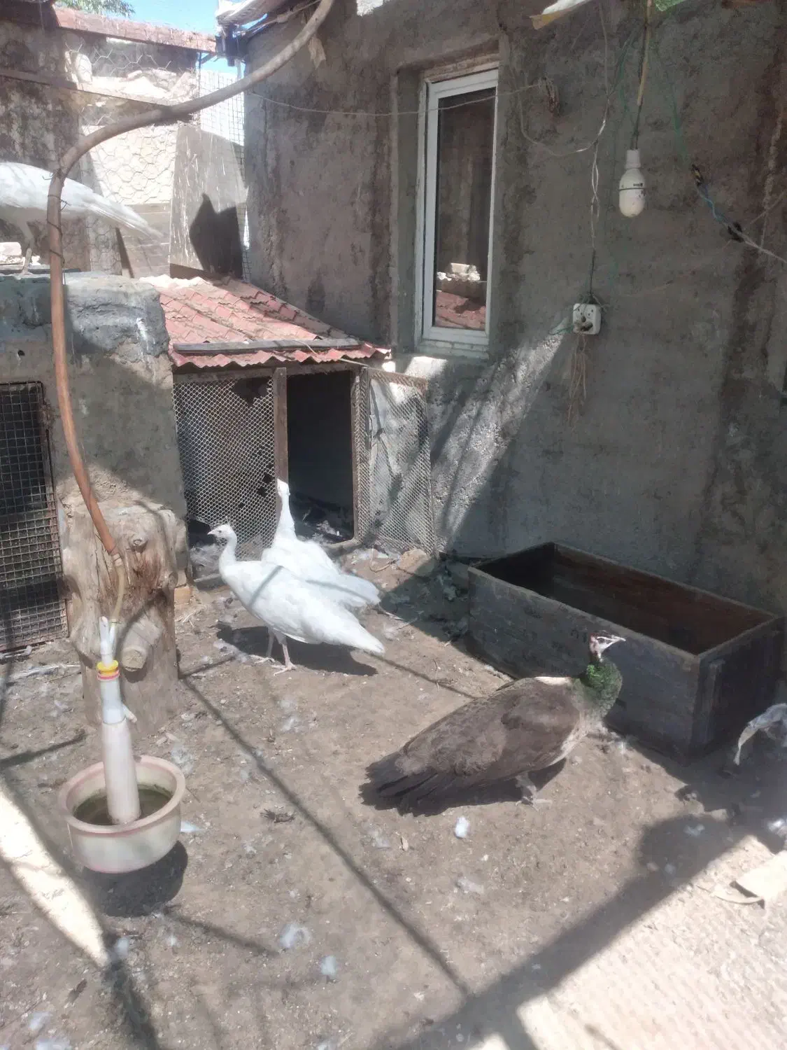 طاووس سفید|پرنده|تهران, شهران شمالی|دیوار