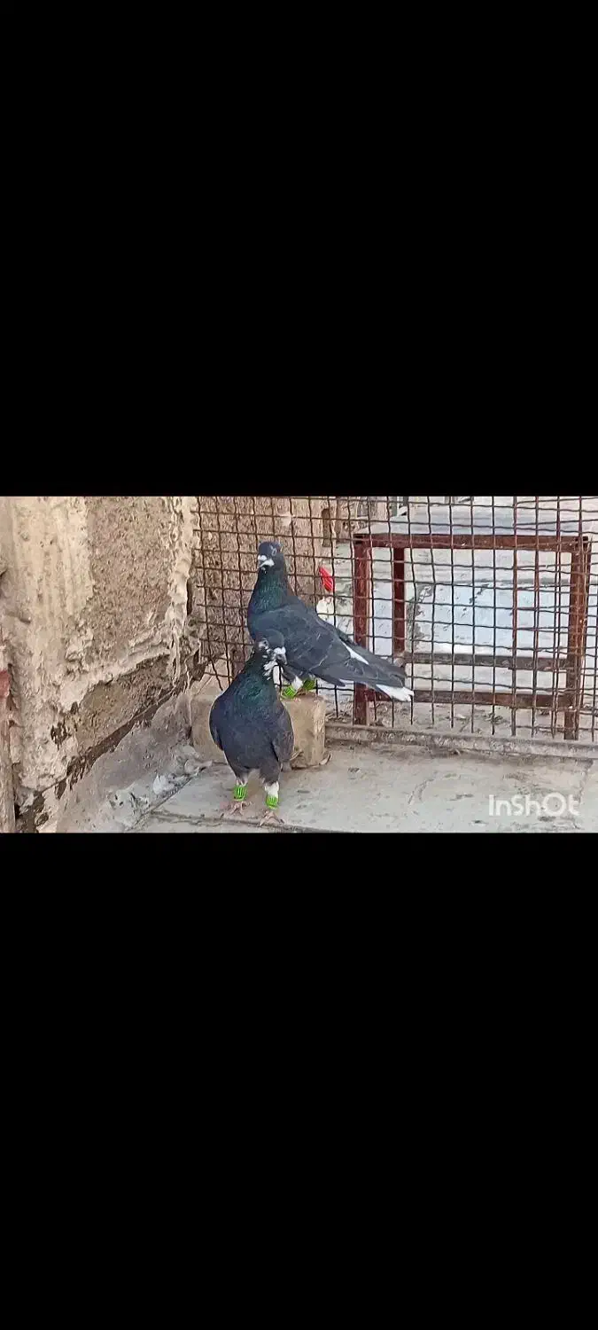 سیاه دمسفید|پرنده|شیراز, شهرک گلها|دیوار