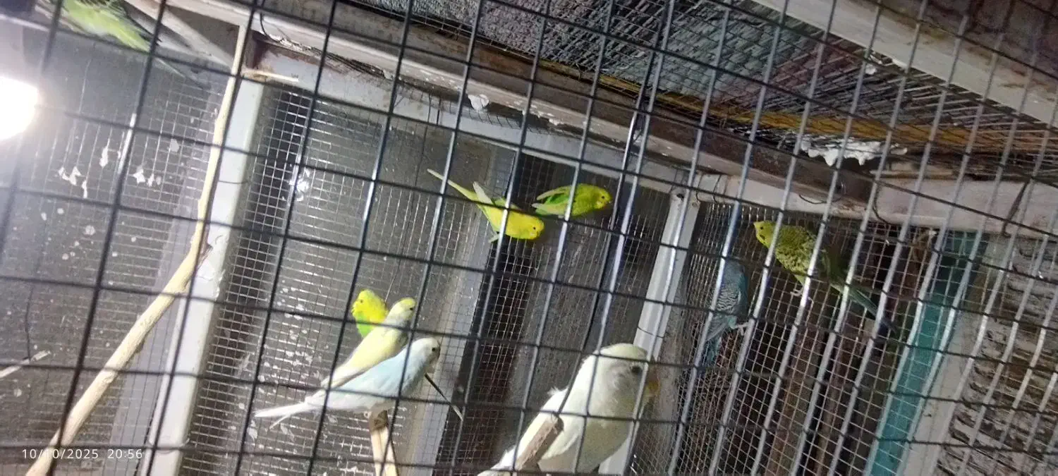 مرغ عشق تعداد بالا|پرنده|سراوان, |دیوار