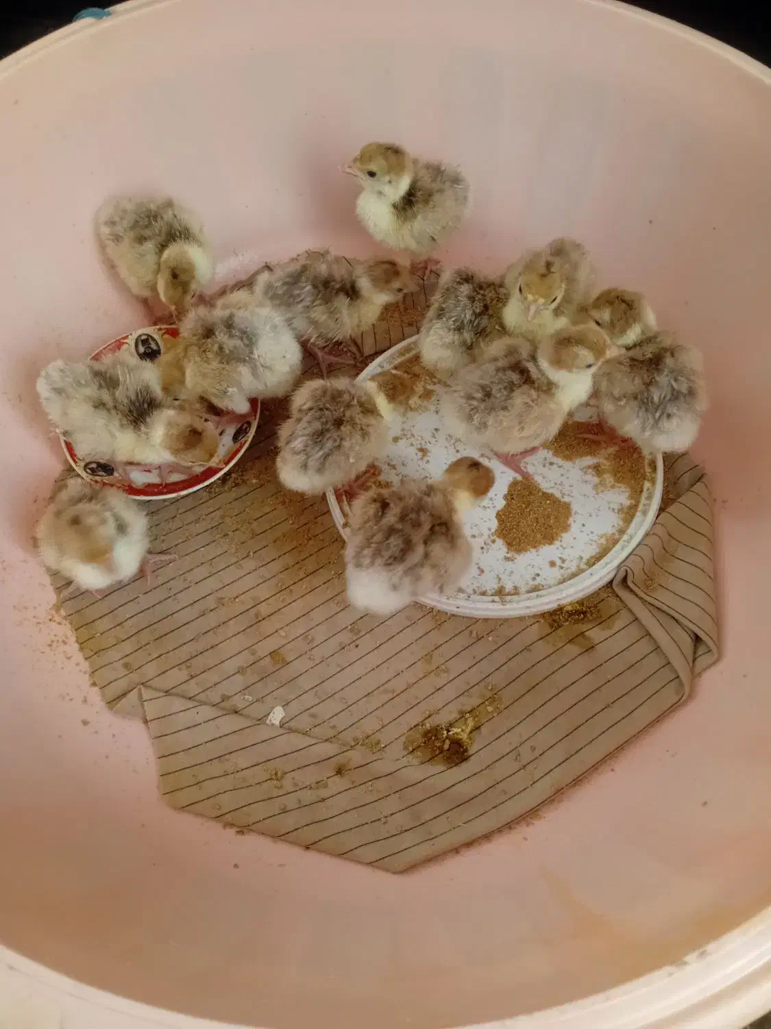 جوجه بوقلمون بوربون آلمانی|حیوانات مزرعه|سیلاخور, |دیوار