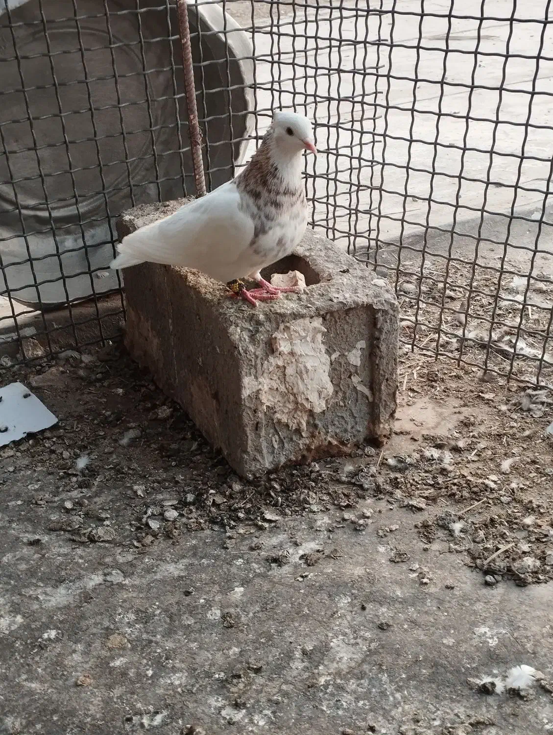 کبوتر|پرنده|گنبکی, |دیوار