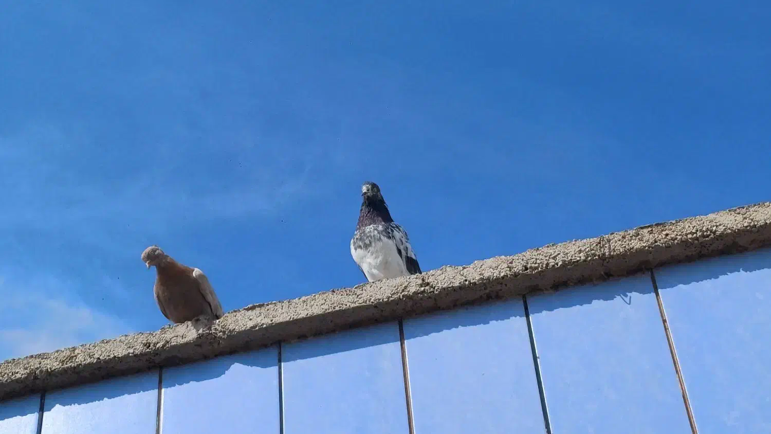 تعدادی کبوتر پرش سنگین|پرنده|امیدیه, |دیوار