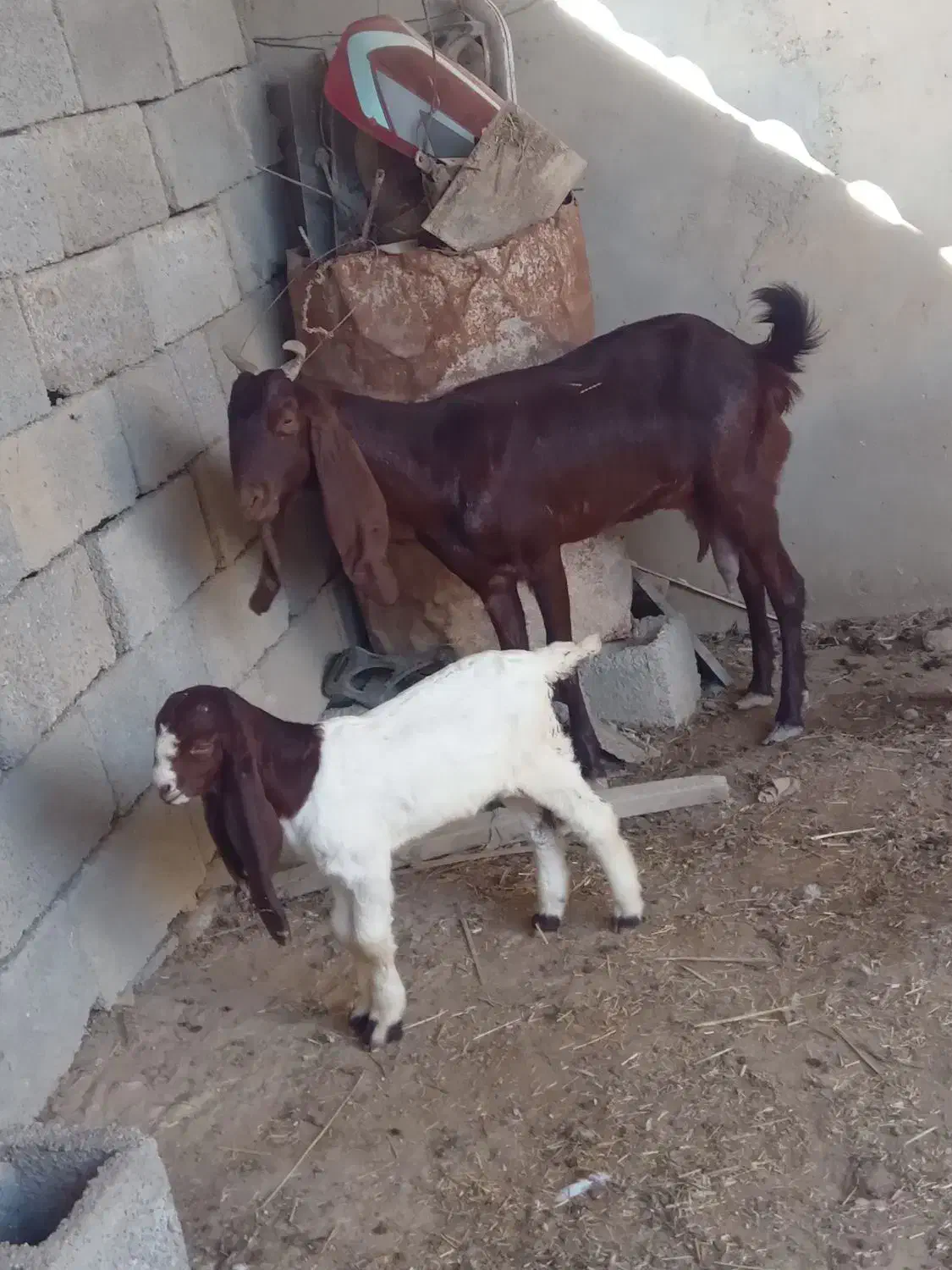 بز سرحال|حیوانات مزرعه|شادگان, |دیوار