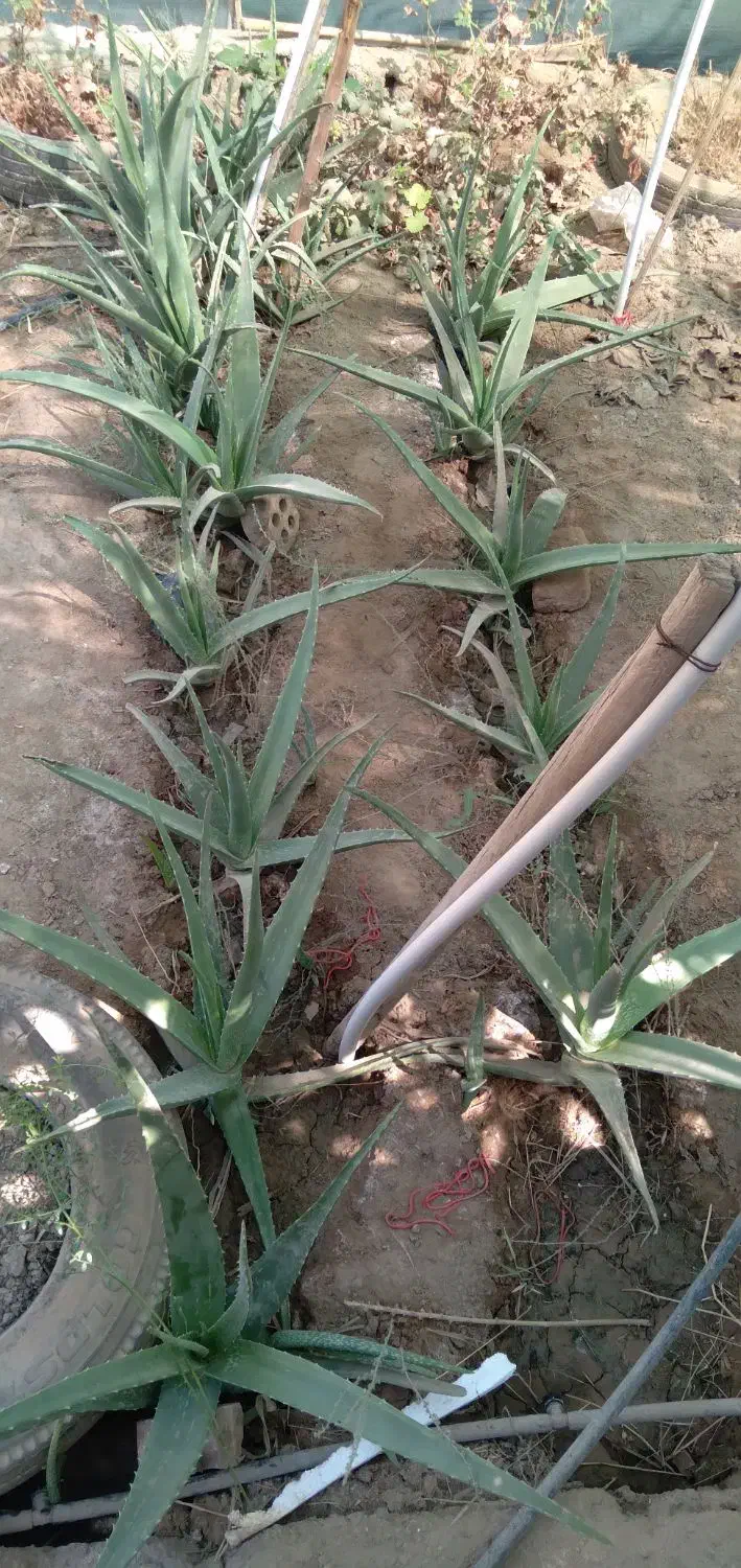 آلورا|گل و گیاه طبیعی|آبادان, |دیوار