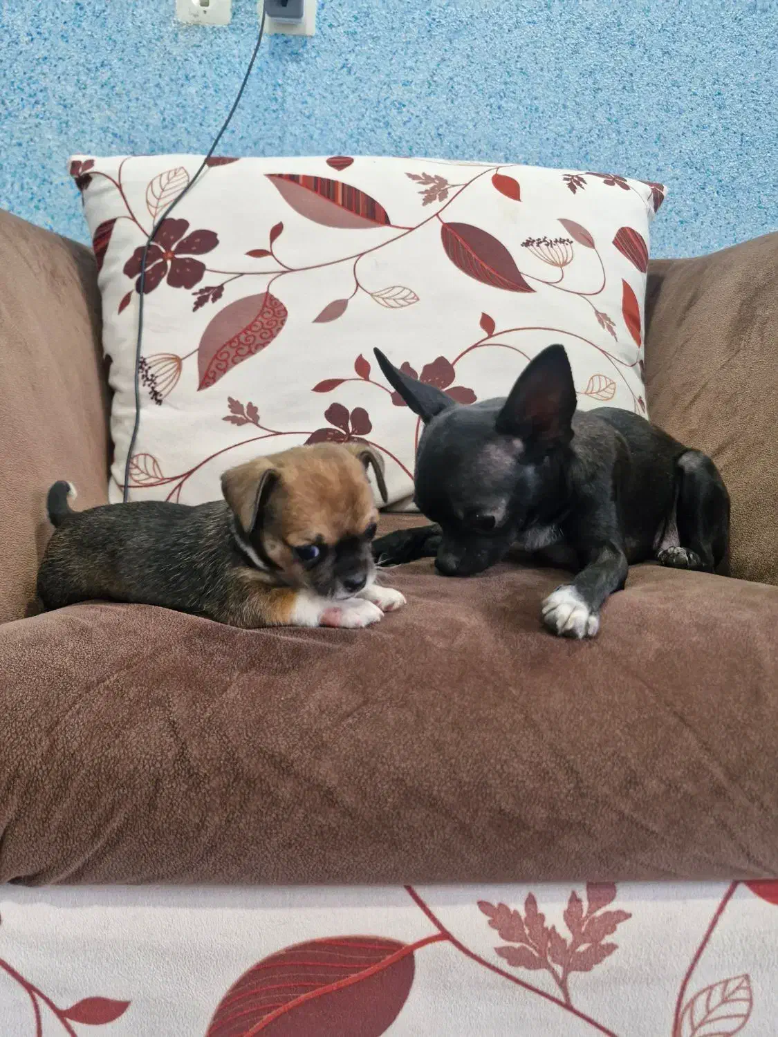 سگ شیواوا (شیهوا هوا)|سگ|رفسنجان, |دیوار