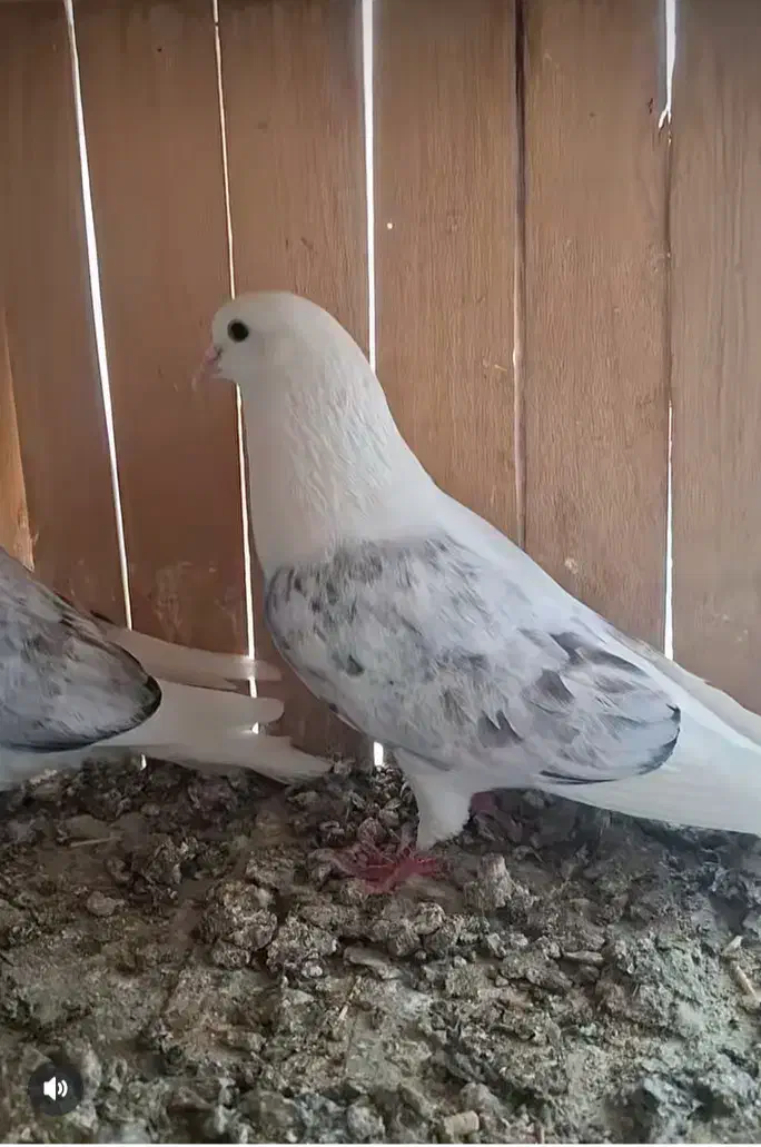 کود حیوانی فضله کفتر|خدمات باغبانی و درختکاری|رباط‌کریم, صبا باطری|دیوار