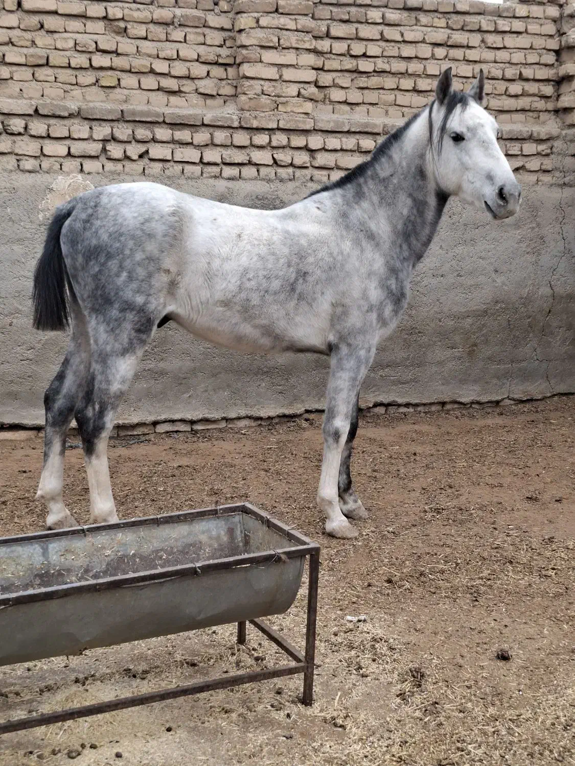 اسب گوسفند بز|اسب و تجهیزات اسب‌سواری|پیشوا, |دیوار