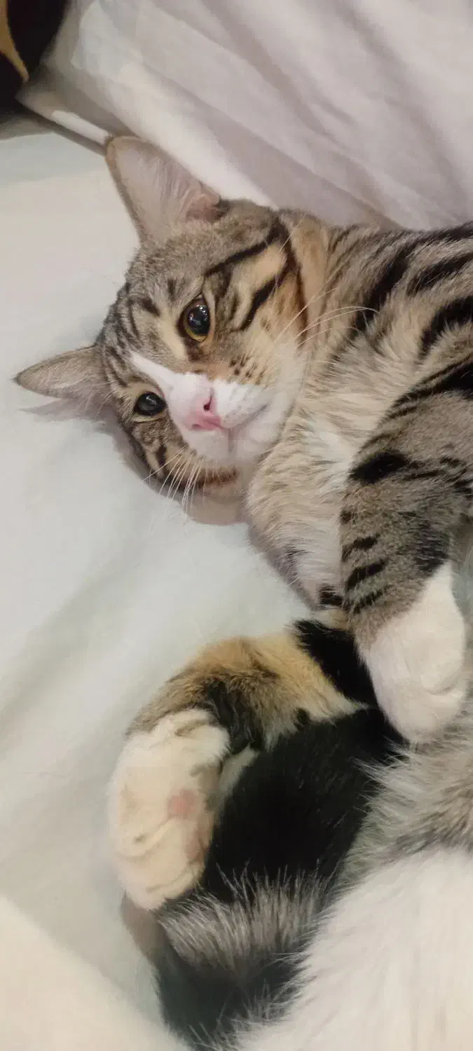 گربه|گربه|اصفهان, بهارستان|دیوار