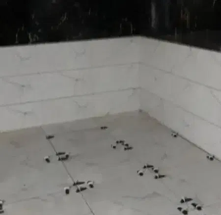 کاشی کاری ،سرامیک کاری ،موزاییک کاری|خدمات پیشه و مهارت|قرچک, باقرآباد|دیوار