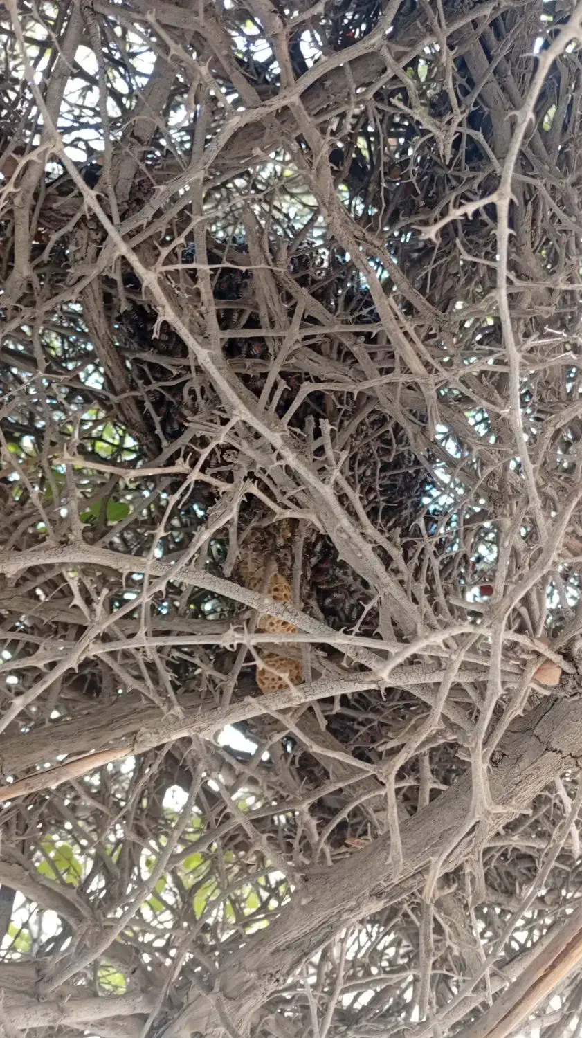 عسل محلی با موم وصاف شده موجود مقدار محدود|خوردنی و آشامیدنی|اسیر, |دیوار