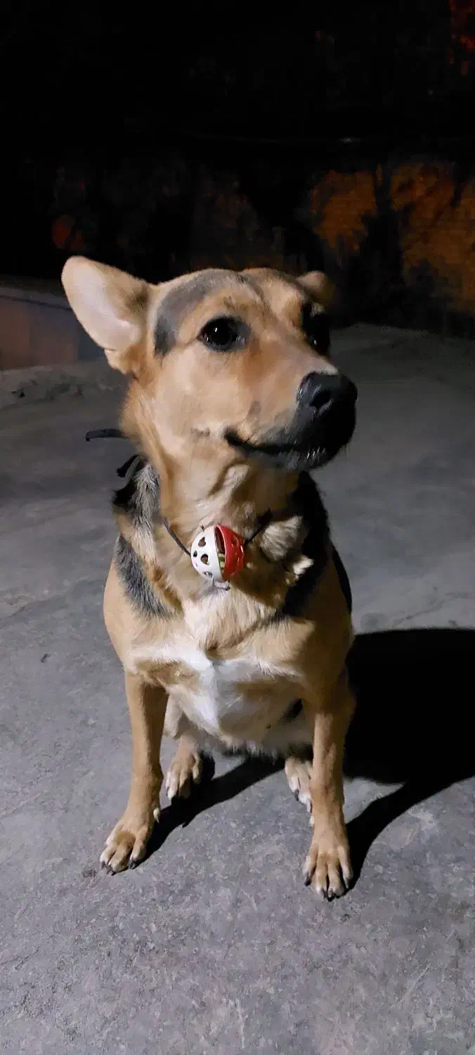 فروش توله سگ|سگ|گلبهار, شهر جدید گلبهار|دیوار