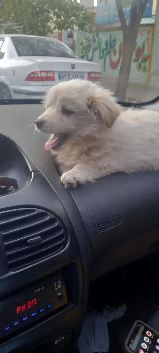 توله پامروشیتزو|سگ|بجنورد, |دیوار