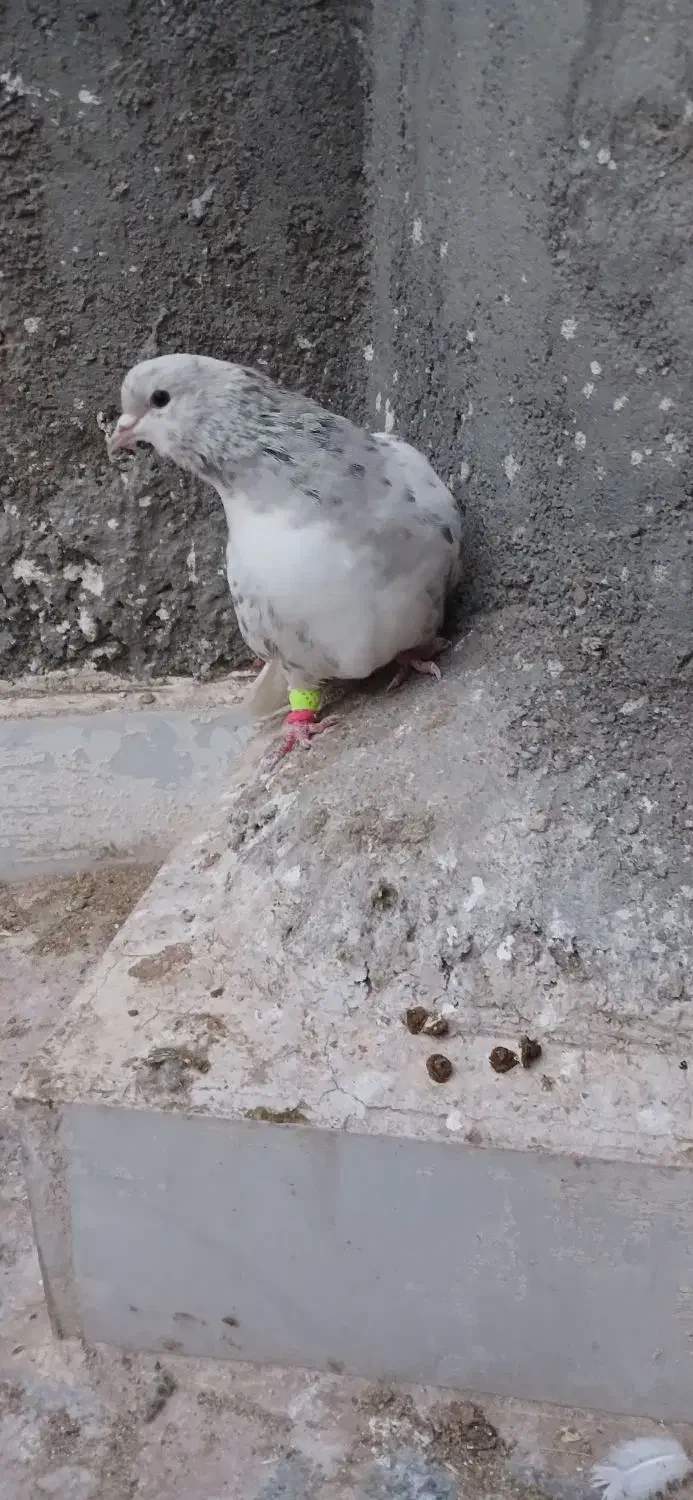 کفتر|پرنده|نیشابور, مازول|دیوار