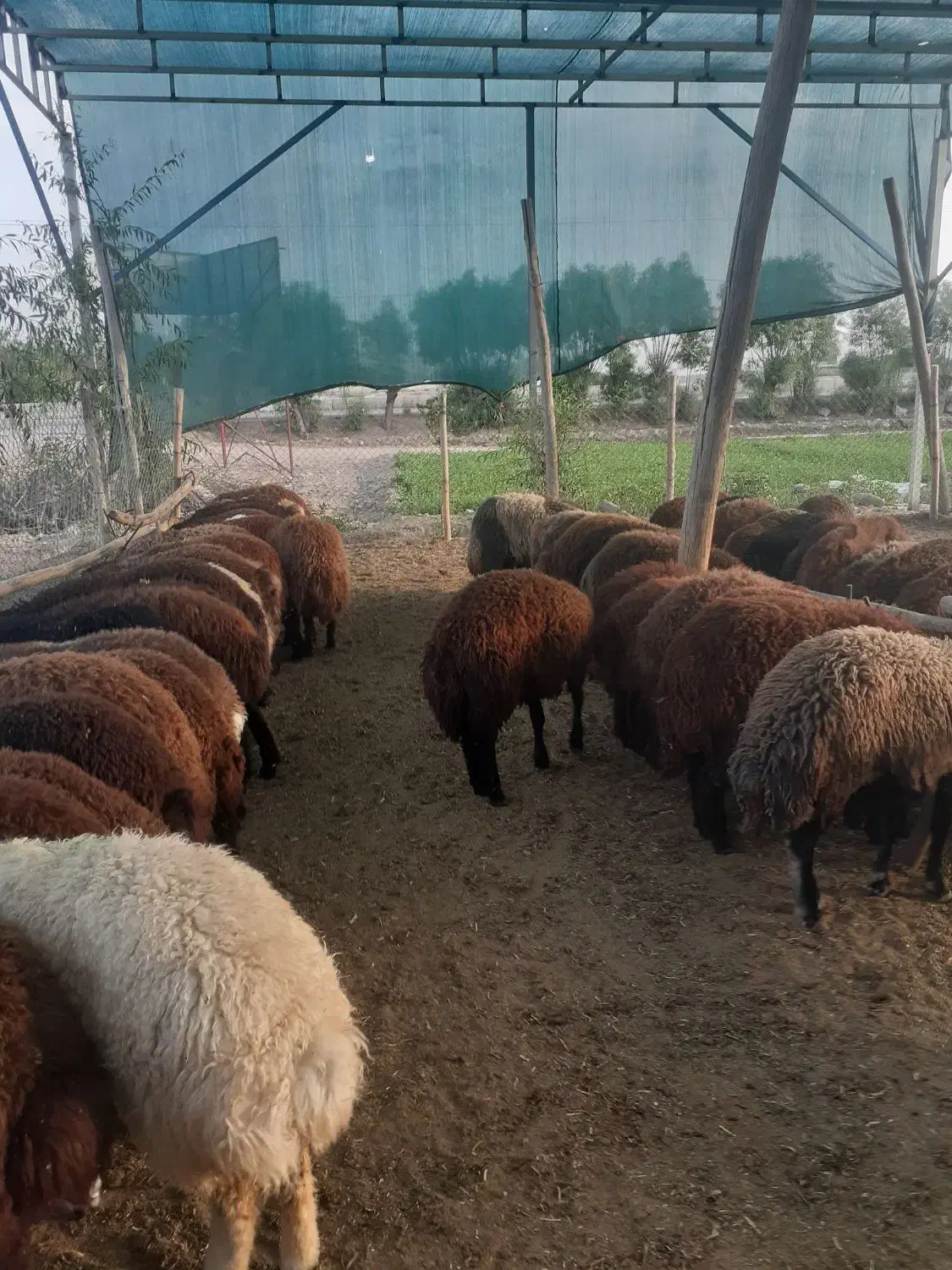 بره زنده|حیوانات مزرعه|اصفهان, بهارستان|دیوار