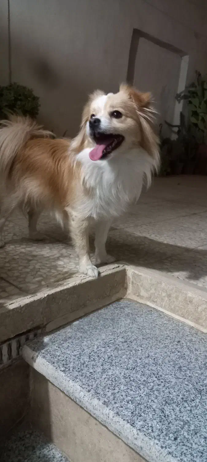 سگ پا کوتاه|سگ|قم, نخودی|دیوار