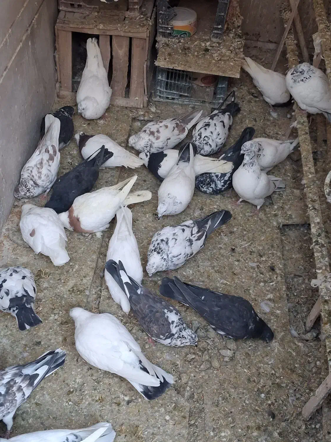 فروش کبوتر|پرنده|اصفهان, پوریای ولی|دیوار