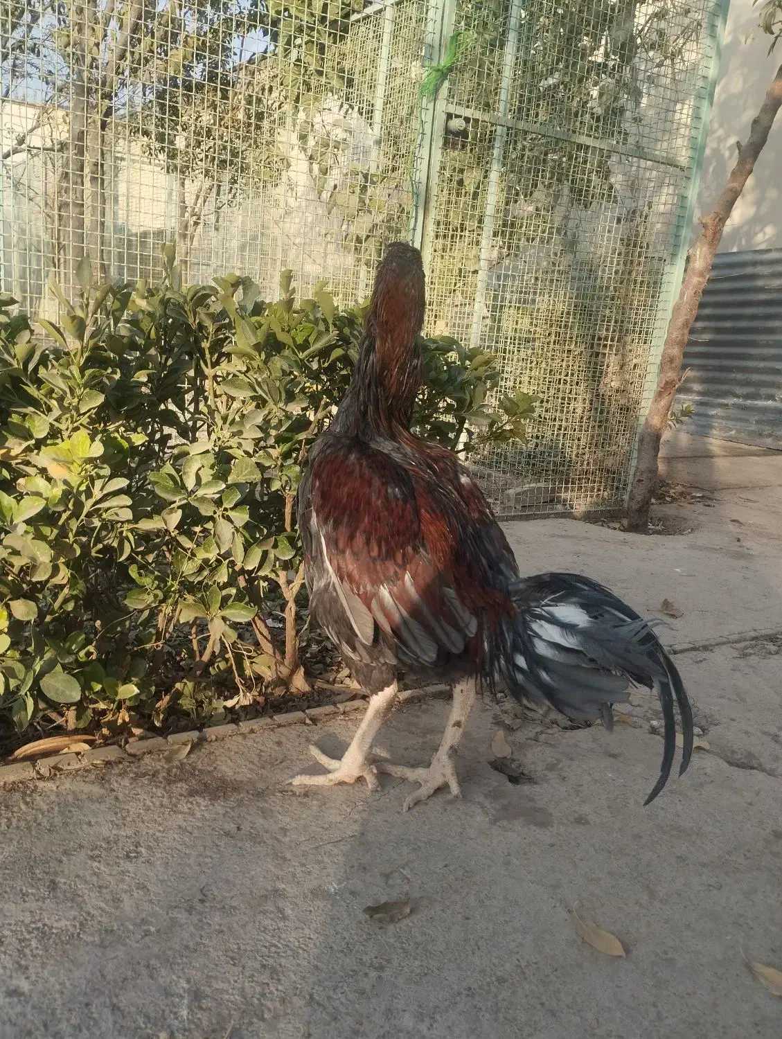 سلام خروس لاری|حیوانات مزرعه|هشتگرد, تهران دشت|دیوار