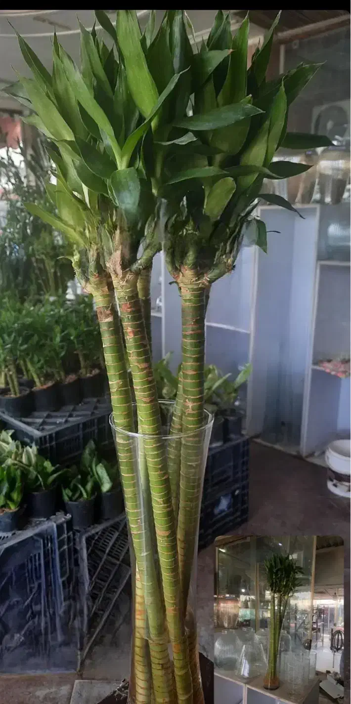 گل بامبو لوتوس ابی|گل و گیاه طبیعی|شیراز, شهرک گلستان|دیوار