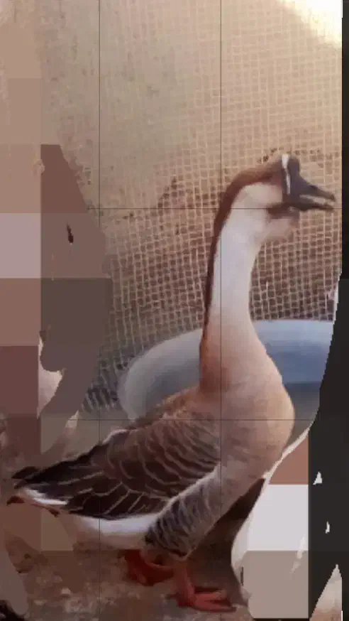 قوغازآفریقایی|حیوانات مزرعه|دیواندره, |دیوار