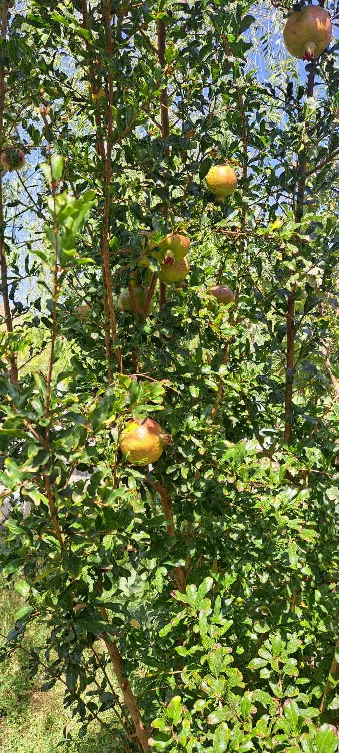 .  .کارگاهی.باغی.سکونت فرصتی عالی داخل شهر|فروش زمین و ملک کلنگی|اصفهان, ارداجی|دیوار